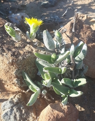 Mitrophyllum dissitum