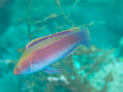 Cirrhilabrus beauperryi