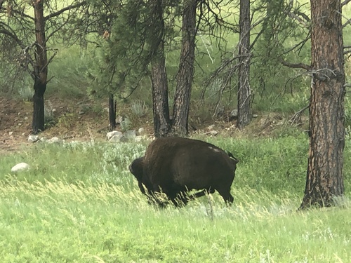 American Bison photographed in South Dakota