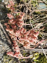 Sedum hispanicum
