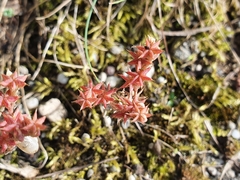 Sedum hispanicum