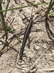 Anisomorpha ferruginea