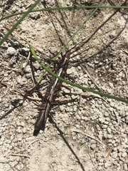 Anisomorpha ferruginea