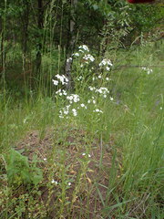 Dontostemon pinnatifidus