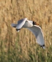 Ichthyaetus ichthyaetus