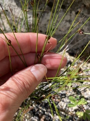 Oreojuncus trifidus
