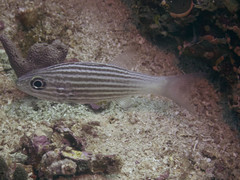 Cheilodipterus intermedius