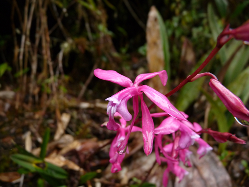 Oncidium vulcanicum · iNaturalist