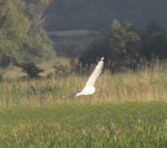 Ichthyaetus ichthyaetus