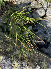 Oreojuncus trifidus