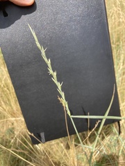 Thinopyrum intermedium intermedium