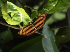 Pantoporia paraka