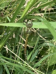 Aeshna affinis