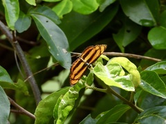 Pantoporia paraka