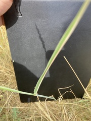 Thinopyrum intermedium intermedium