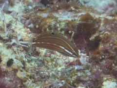 Halichoeres marginatus