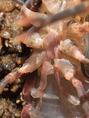 Procambarus spiculifer