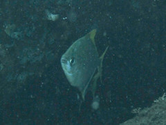 Monodactylus argenteus