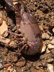 Procambarus spiculifer