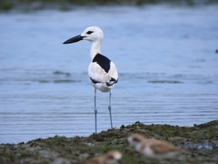 Crab-Plover photo 3