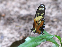 Heliconius numata silvana