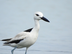 Crab-Plover photo 1