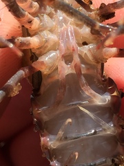 Procambarus spiculifer