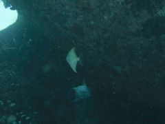 Monodactylus argenteus