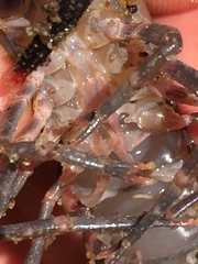 Procambarus spiculifer