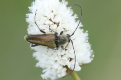 Lepturobosca chrysocoma