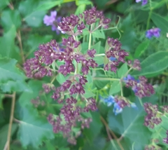 Origanum vulgare