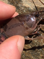 Procambarus spiculifer