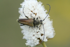 Lepturobosca chrysocoma