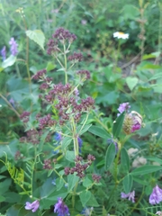 Origanum vulgare