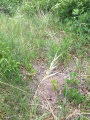 Hesperostipa spartea