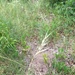 photo of Porcupine Needlegrass (Hesperostipa spartea)