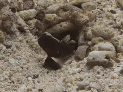 Cryptocentrus fasciatus