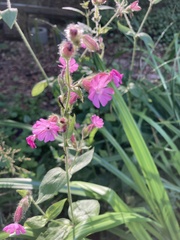 Silene dioica
