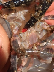 Procambarus spiculifer