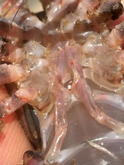 Procambarus spiculifer