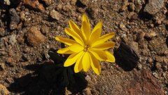 Pentachaeta aurea aurea