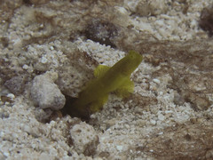 Cryptocentrus cinctus
