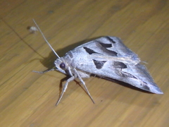Euclidia triquetra