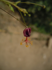 Sidastrum paniculatum