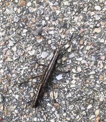 Anisomorpha ferruginea