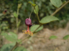 Sidastrum paniculatum