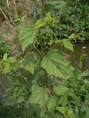 Sidastrum paniculatum