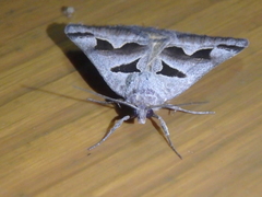 Euclidia triquetra