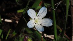 Nemophila menziesii integrifolia