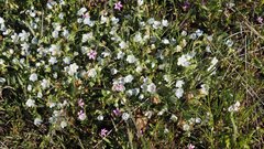 Nemophila menziesii integrifolia
